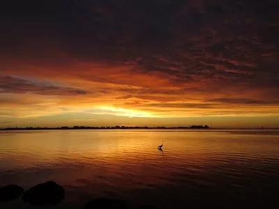 Sarasota image